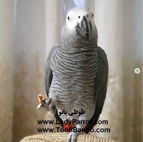 جیره غذایی طوطیسانان